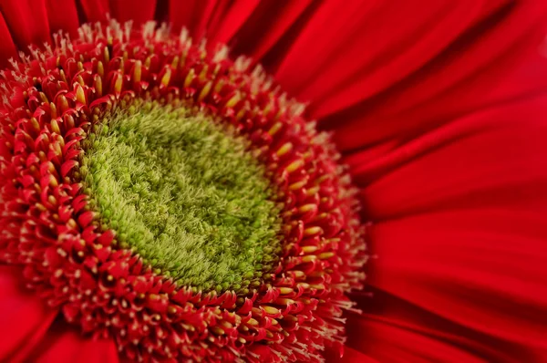 Červená gerbera sedmikrásky closeup — Stock fotografie