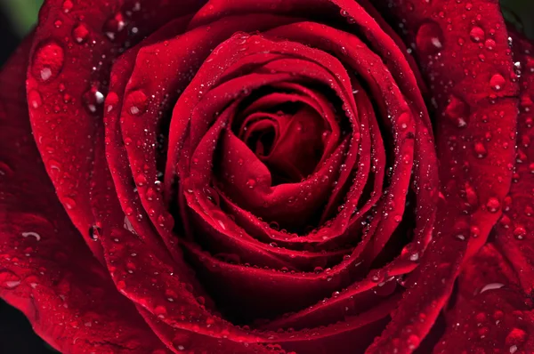 Rosa vermelha bonita com gotas de chuva — Fotografia de Stock