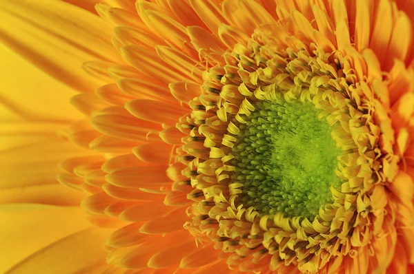 Yellow gerbera daisy closeup — Stock Photo, Image