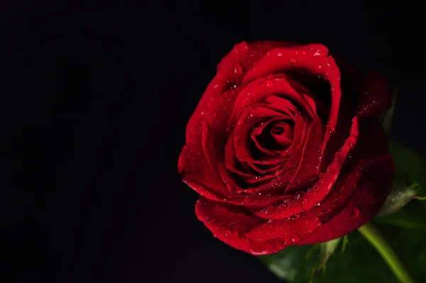 雨滴と美しい赤いバラ — ストック写真