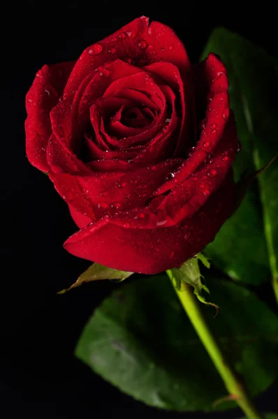 Bella rosa rossa con gocce di pioggia — Foto Stock