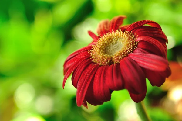 Gerbera czerwony stokrotka kwiat głębia ostrości — Zdjęcie stockowe