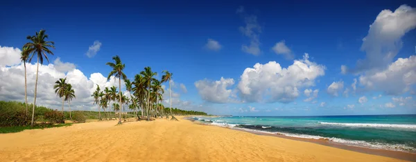 热带异域风情的海滩，蓬塔卡纳 图库照片