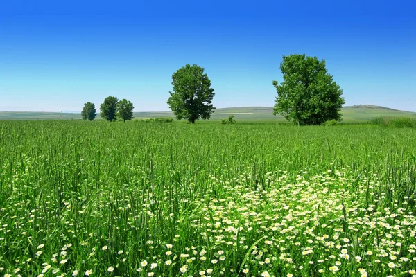 Frischer grüner Weizen mit Margeriten — Stockfoto