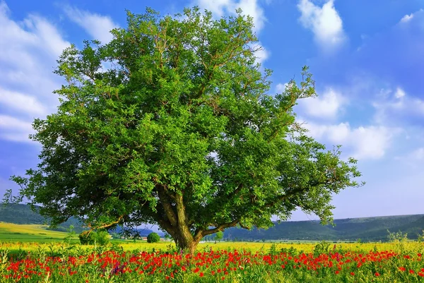 Mohnfeld und großer grüner Baum — Stockfoto