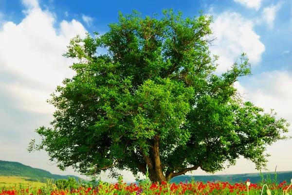 Mohnfeld und großer grüner Baum — Stockfoto