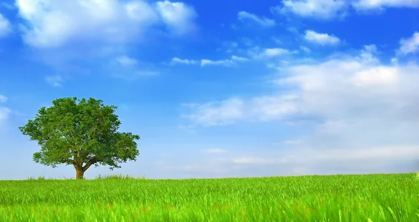 Campos verdes, céu azul e árvore — Fotografia de Stock