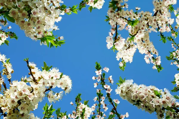 봄 꽃 — 스톡 사진