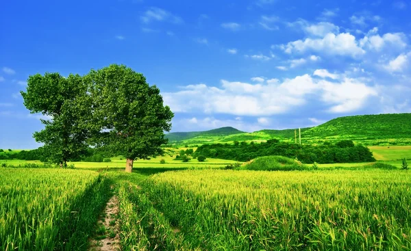 Zelená pole, modrá obloha a strom — Stock fotografie