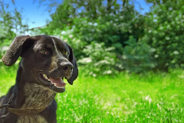 Собака з зеленим тлом — стокове фото