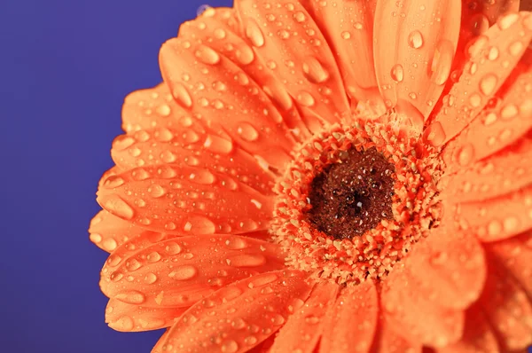 Oranžová květina na fialovém pozadí — Stock fotografie