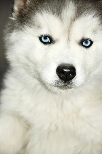 Siberian husky niebieskie oczy, szczeniak — Zdjęcie stockowe