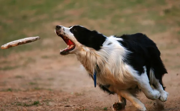 stock image Launch an attack