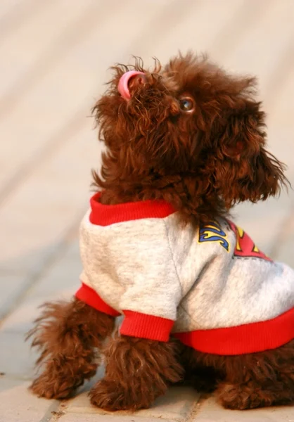 Stock image Cute dog