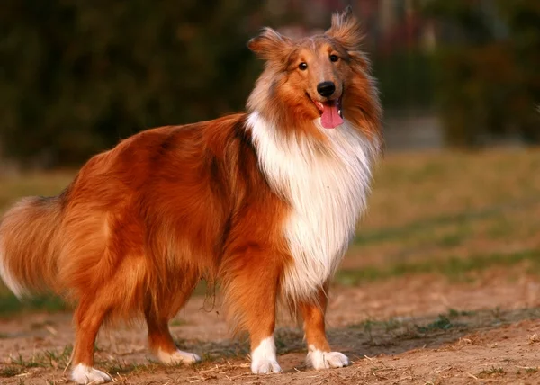 404 Lassie Dog Stock Photos, High-Res Pictures, and Images - Getty Images