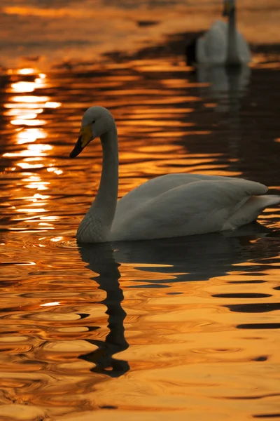 WhiteSwan swimming in the sunset — Stock Photo, Image