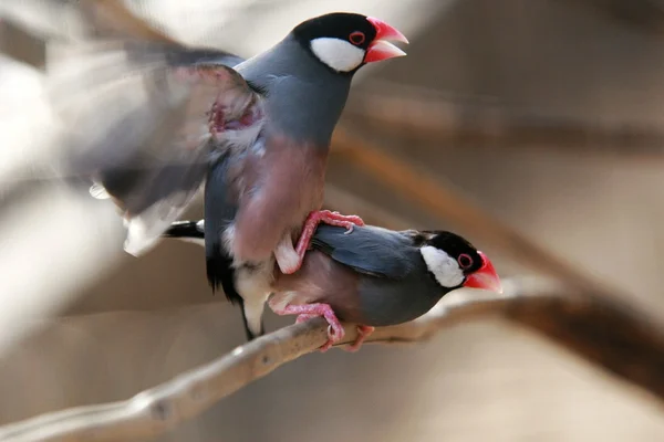 Pássaros acasalar na primavera . — Fotografia de Stock