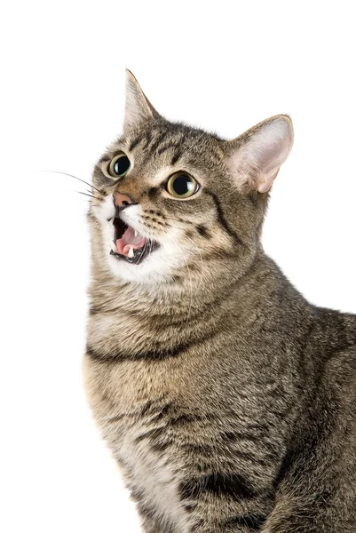 Ukřičených kočka — Stock fotografie