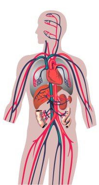 insanın iç organlar