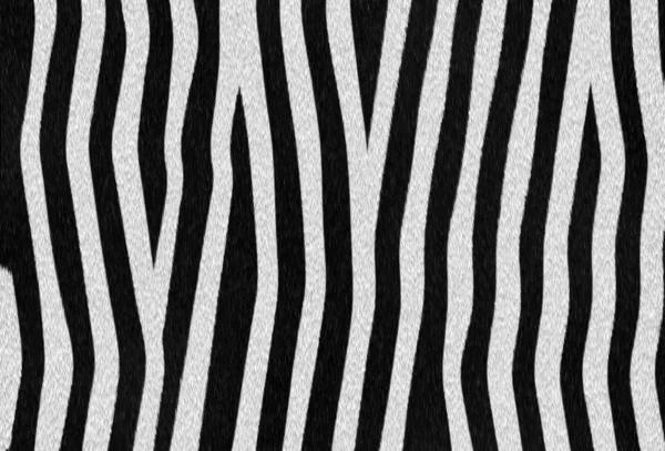 Zebra tekstura — Zdjęcie stockowe