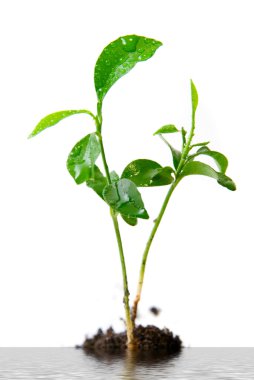 Plant in soil clipart