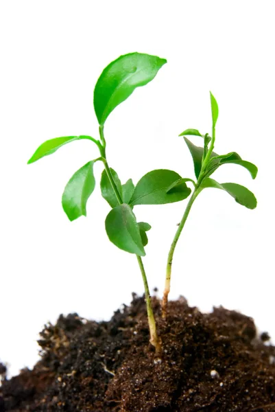 Junge Pflanze mit Schmutz — Stockfoto