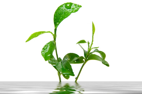 Genç yeşil bitki bırakın — Stok fotoğraf