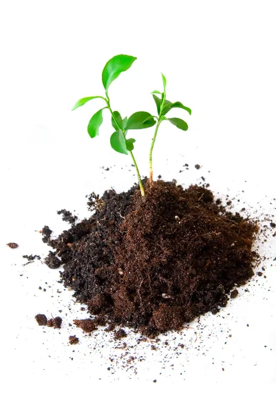 Babypflanze im Boden — Stockfoto