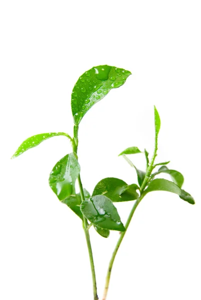 Jonge, groene plant van oranje boom — Stockfoto