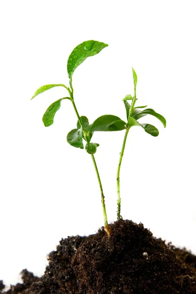 Planta i jord — Stockfoto