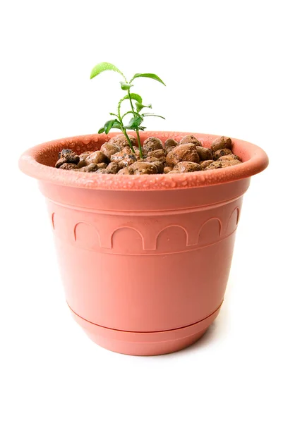 Baby rostlina v malé květináč — Stock fotografie