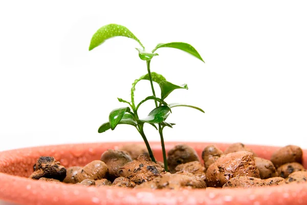 Plant in small flower pot. — Stock Photo, Image