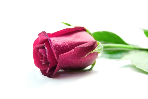 Rosa roxa — Fotografia de Stock