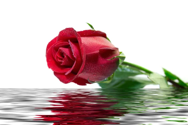 A vörös rózsa közelsége — Stock Fotó