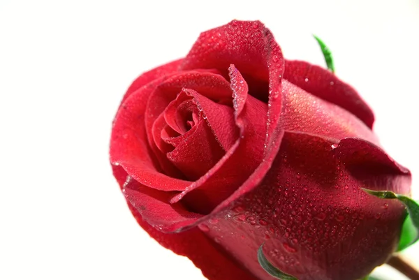 Close-up de rosa vermelha — Fotografia de Stock