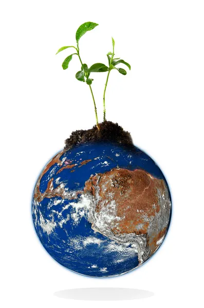 Baby växtodling från jorden — Stockfoto