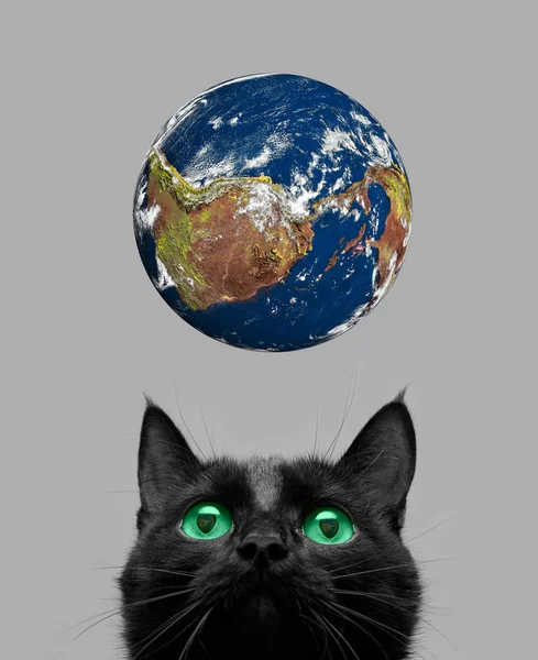 Kočka si hraje s earth — Stock fotografie