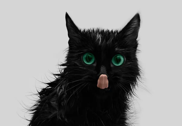 Leccare gatto nero — Foto Stock