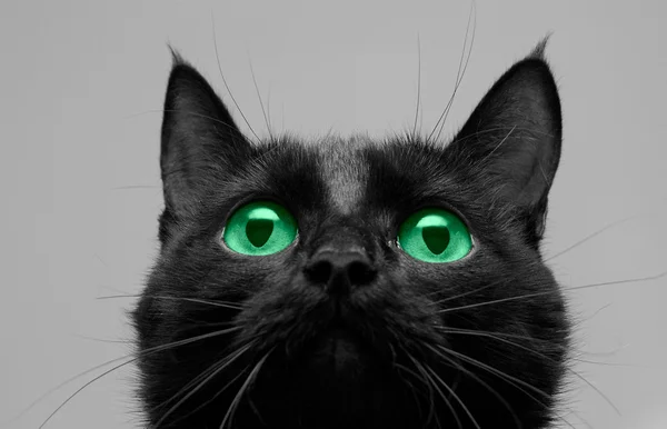 Gato negro mira hacia arriba — Foto de Stock