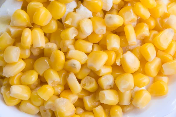 Семена кукурузы — стоковое фото
