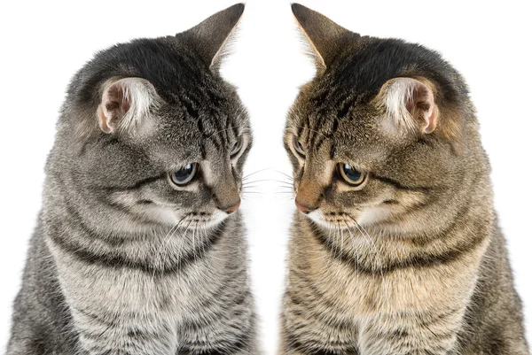 Två katter — Stockfoto