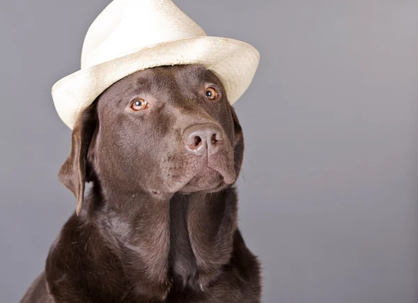 A Beautiful Chocolate Labrador in a Hat — Stock Photo, Image