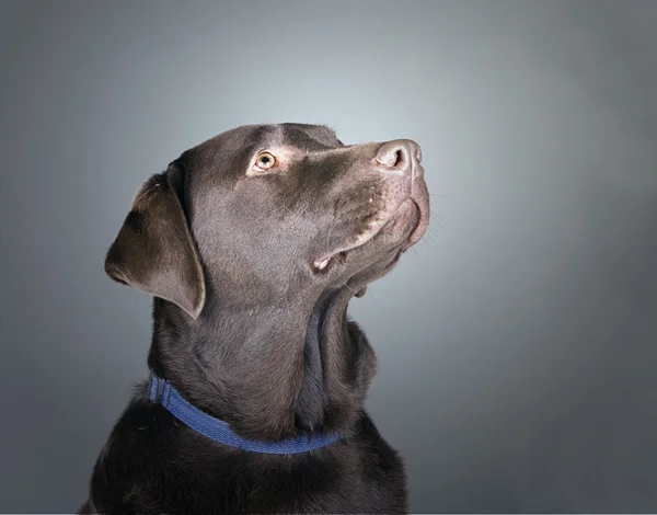 A beautiful chocolate labrador looks for its master — Stock Photo, Image