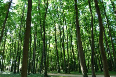 Sun lit trees in Saint Denis park clipart
