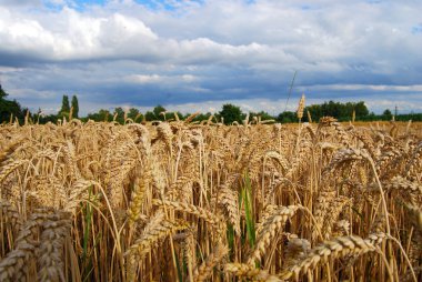 Wheat field - view of wheat spikes clipart