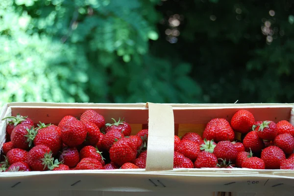 Busket de fresas — Foto de Stock