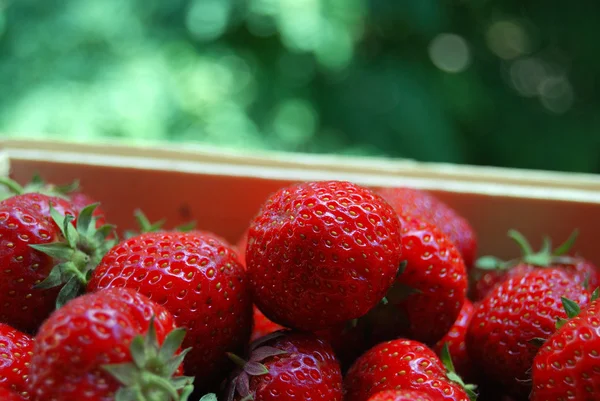 Busket strawberryes — Stok Foto
