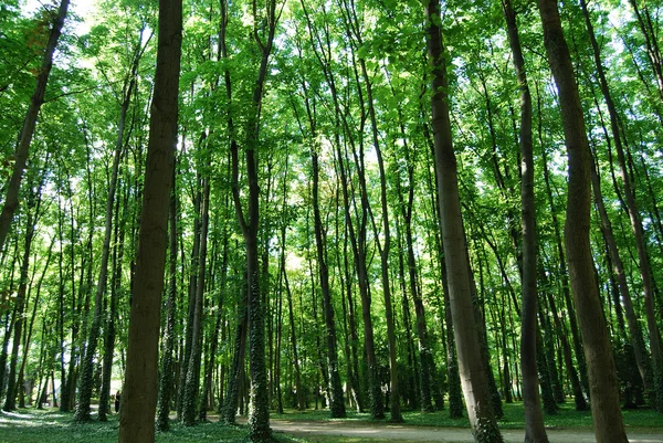Sun lit trees in Saint Denis park — Stock Photo, Image