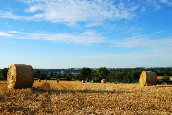 Hay field with round haystacks — Stock Photo, Image