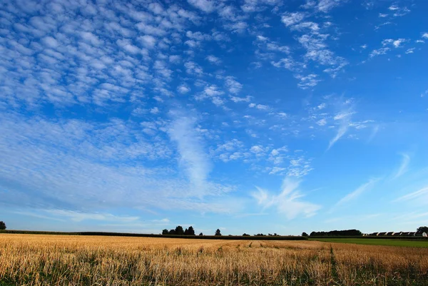 Weizenfelder und Wolkenlandschaft — Stockfoto